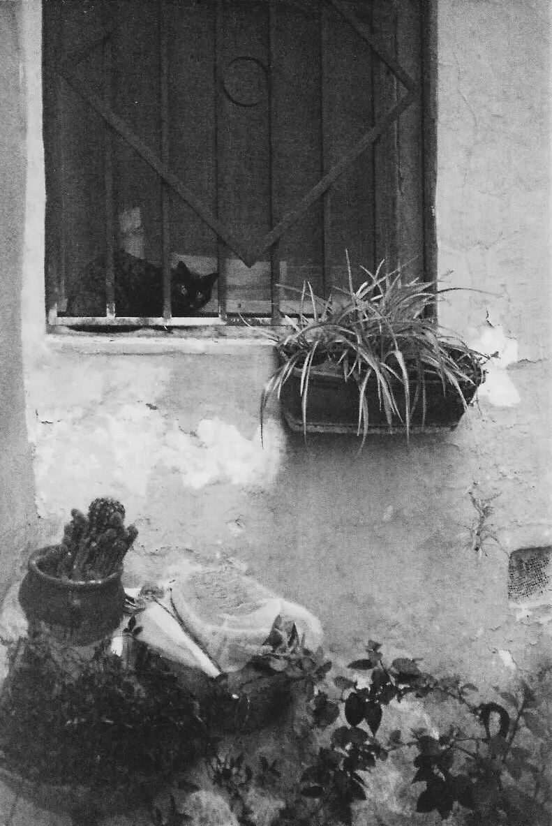 Fotografía analógica en blanco y negro de un gato negro asomado a una ventana con reja, con una maceta en el alféizar y la pared con la pintura desconchada